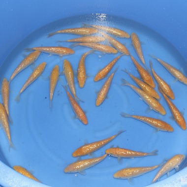 Tosai Ginrin Karashigoi